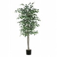 thumbnail image 1 of Arbre Ficus Varié à 6, 1 of 1