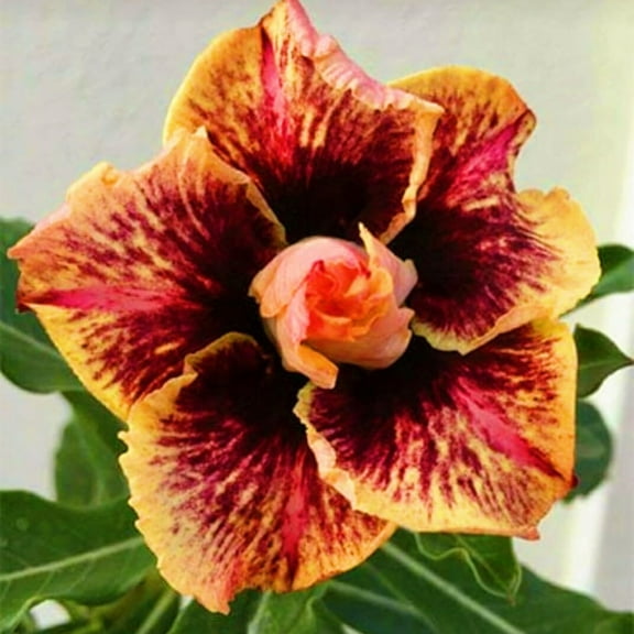 8 Burning Flame Desert Rose Seeds Adenium Obesum Flower Perennial Flowers Exotic 598