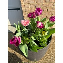 Tulip Purple Rain Mix 25 Bulbs
