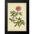 thumbnail image 2 of Miller, Philip 17x24 Black Modern Framed Museum Art Print Titled - Peony, Pl. CXCIX, 2 of 5