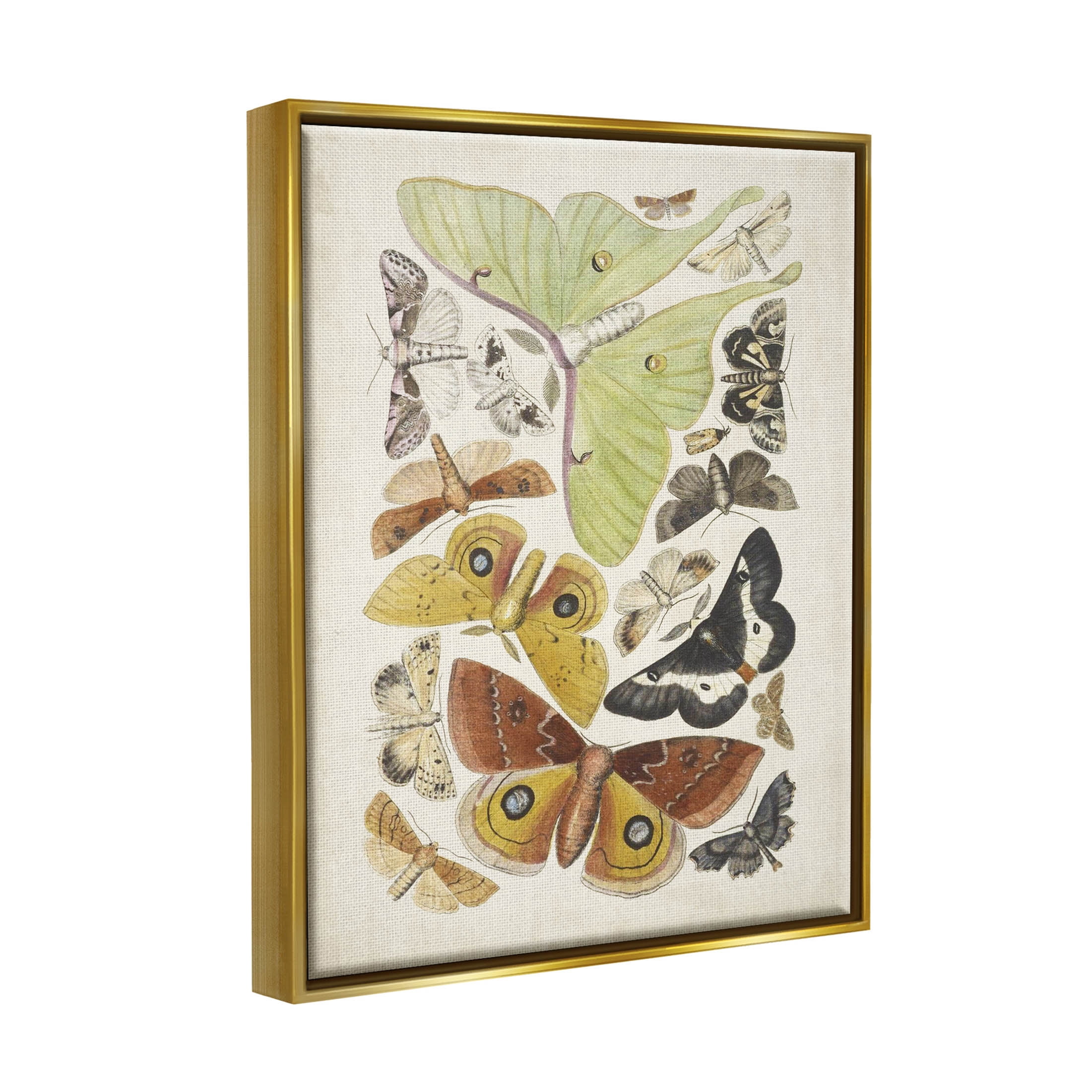 Stupell Industries Various Moth Species Insect Patterns Graphic Art Metallic Gold Floating Framed Canvas Print Wall Art, Design by World Art Group