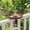 Brown, variant on VECELO Deck Mounted Bird Bath with Solar Fountain Pump, Rust-Resistant Bird Bath Fountain Combo Pack with Adjustable Railing Clamp for Railing, Fence, Balcony, Brown