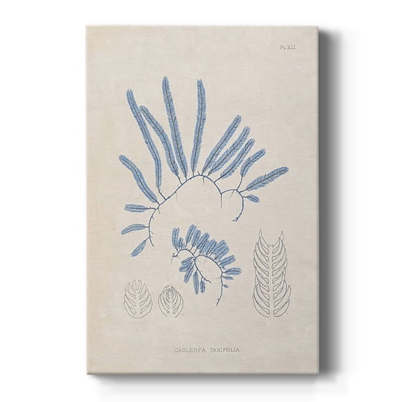 Blue Marine Algae II Premium Gallery Wrapped Canvas - Ready to Hang