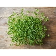 thumbnail image 6 of Organic Broccoli Sprout Powder, 16 Pounds — Non-GMO, Raw, Vegan, Kosher — by Food to Live, 6 of 6