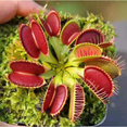 thumbnail image 4 of Large Giant Venus Flytrap Live Plant, Rehder Dionaea Muscipula Cultivar Plant, 4 of 6