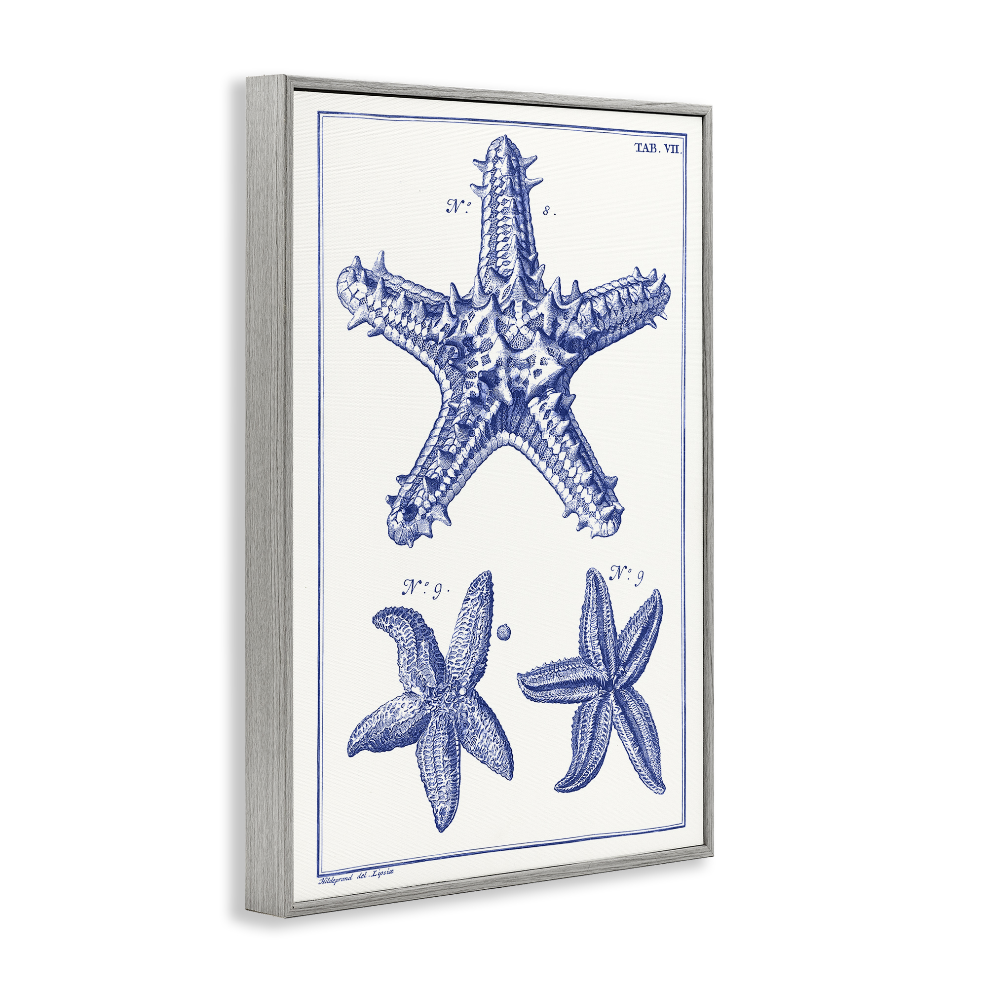 Stupell Industries Blue Starfish Diagrams Animals & Insects Painting Gray Framed Art Print Wall Art, 20 x 30