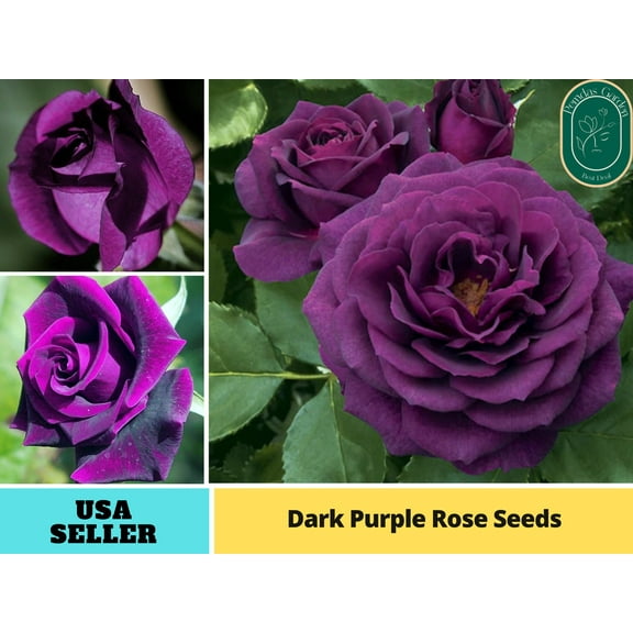 30  Seeds| Dark Purple Perennial Flower Rose - Authentic Seeds - Perennial~GMO Free~~Flower seeds ~ Asian Garden~ Herbs B5G1 #1085