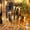 Warm White, variant on Outdoor Icicle Lights USB Powered, 20M 200LED Weatherproof Fairy Lighting Curtain, Dazzling Twinkle or Steady Mode for House, Yard, Holiday, Party, and Seasonal Decorations