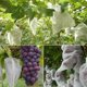 thumbnail image 3 of Red de protección para frutas no tejida, 100 unidades, para uvas, peras y aves., 3 of 7