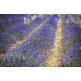 thumbnail image 4 of Earthcare Seeds - English Lavender 500 Seeds (Lavandula Angustifolia) Heirloom - Open Pollinated, 4 of 5