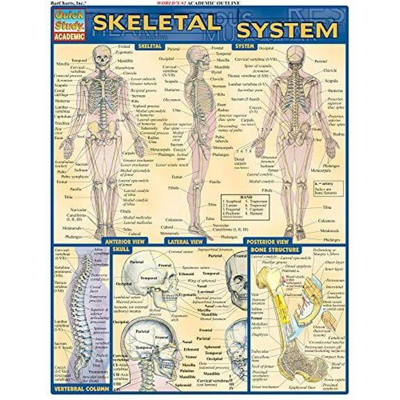 Pre-Owned Skeletal System (Quickstudy: Academic) Paperback