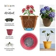 thumbnail image 4 of Bloem 6-in Ariana Self Watering Plastic Planter - Living Green, 4 of 7