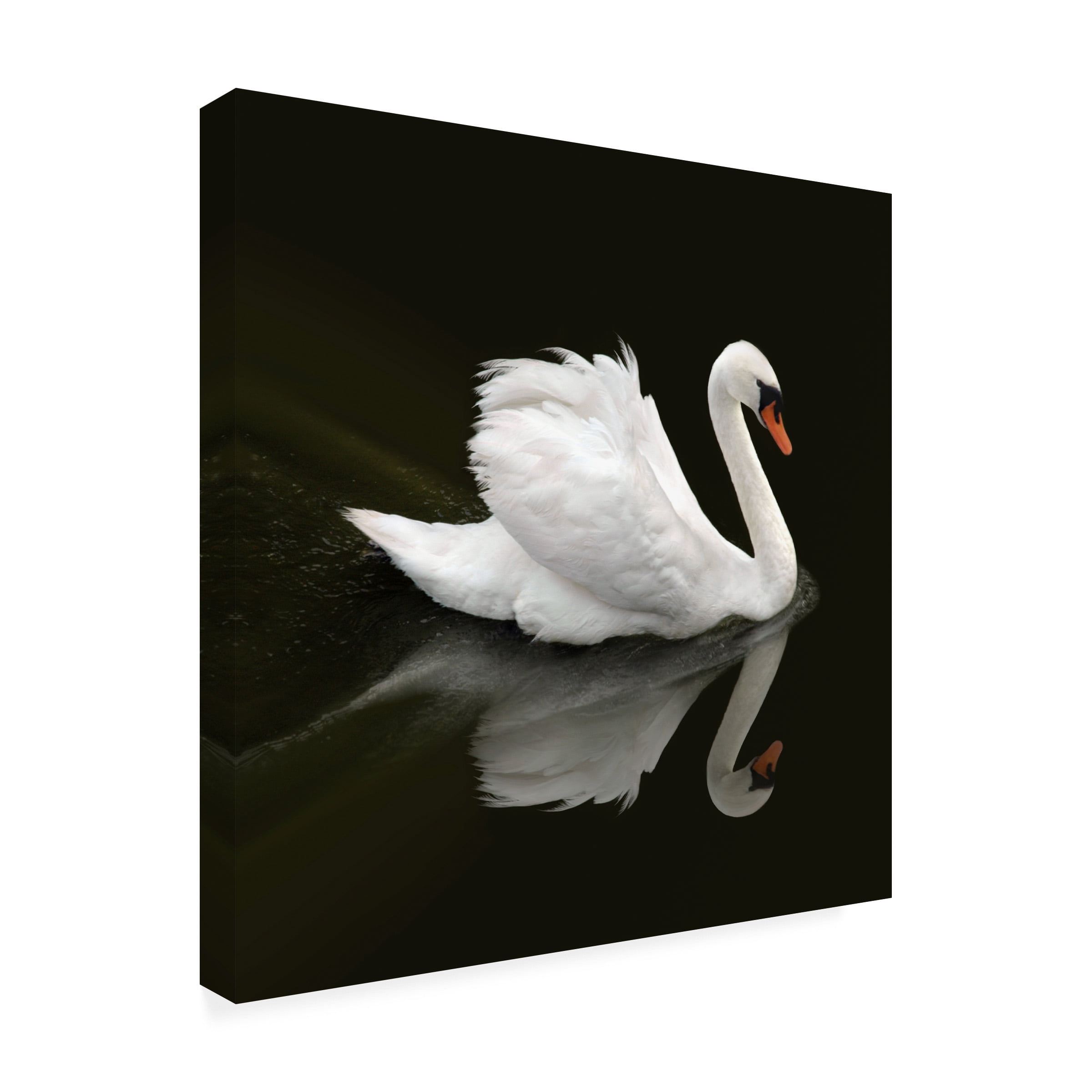 Ben Heine 'Swan 1' Canvas Art