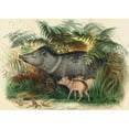 thumbnail image 2 of Joseph Wolf 24x18 Gold Ornate Framed and Double Matted Museum Art Print Titled - The Collared Peccary (1861-1867), 2 of 4