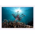 thumbnail image 1 of Lion Fish with Sunburst - Lantern Press Photography (24x16 Giclee Art Print, Gallery Framed, White Wood), 1 of 1