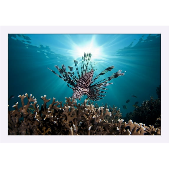 Lion Fish with Sunburst - Lantern Press Photography (24x16 Giclee Art Print, Gallery Framed, White Wood)
