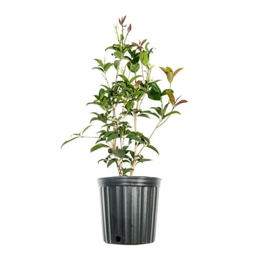 Cricket's Nursery Tea Olive Live Trees Fragrant Flowering Evergreen Bush