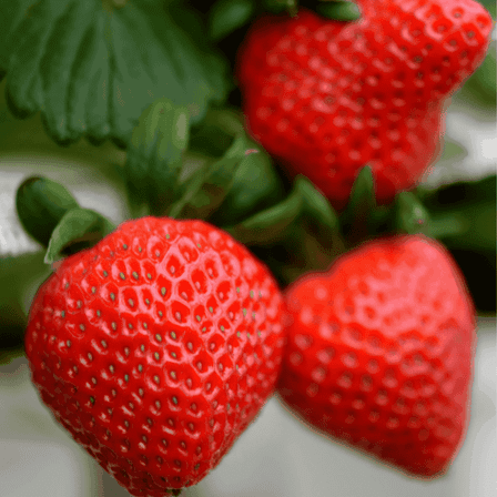 Flavorfest Strawberry Roots – Bare Root Plants | June-Bearing, High-Yield Variety | Sweet, Aromatic Berries | Disease Resistant, Non-GMO
