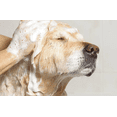 thumbnail image 5 of Dog Shampoo for Sensitive Skin, Calming Itch Relief, Gentle Cleanser, 16 oz., 5 of 5