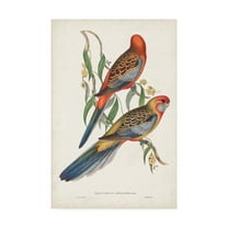 Trademark Fine Art 'Tropical Parrots II' Canvas Art by John Gould
