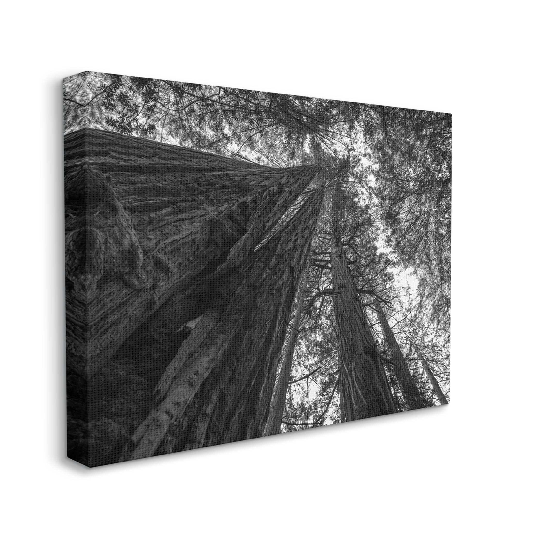 Stupell Industries Sky High Tree Looming Photograph Gallery Wrapped Canvas Print Wall Art, Design by Aaron Matheson