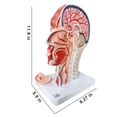 thumbnail image 4 of Cabeza anatómica modelo EVOTECH, media cabeza humana con musculatura, 4 of 8