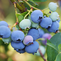 1 Misty Blueberry Bush Live Plant, Blueberry Plant Live for Planting Outdoor, 5-9 Inch Blueberry Fruit Trees