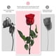 thumbnail image 3 of Flores preservadas, rosa de regalo, Yamonic, 3 tallos, 31 cm, 3 of 8