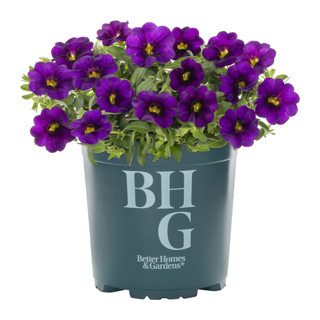 Better Homes & Gardens Purple Calibrachoa Live Annual Plant 3-Pack, Full Sun