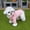 Pink, variant on Waterproof Pet Raincoat for Dogs Cats Lightweight Windproof Jacket