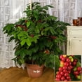 thumbnail image 6 of Arabica Coffee, 4" Pot, Indoor Houseplant, Easy Care, Live Plant for Indoor & Outdoor, 6 of 8