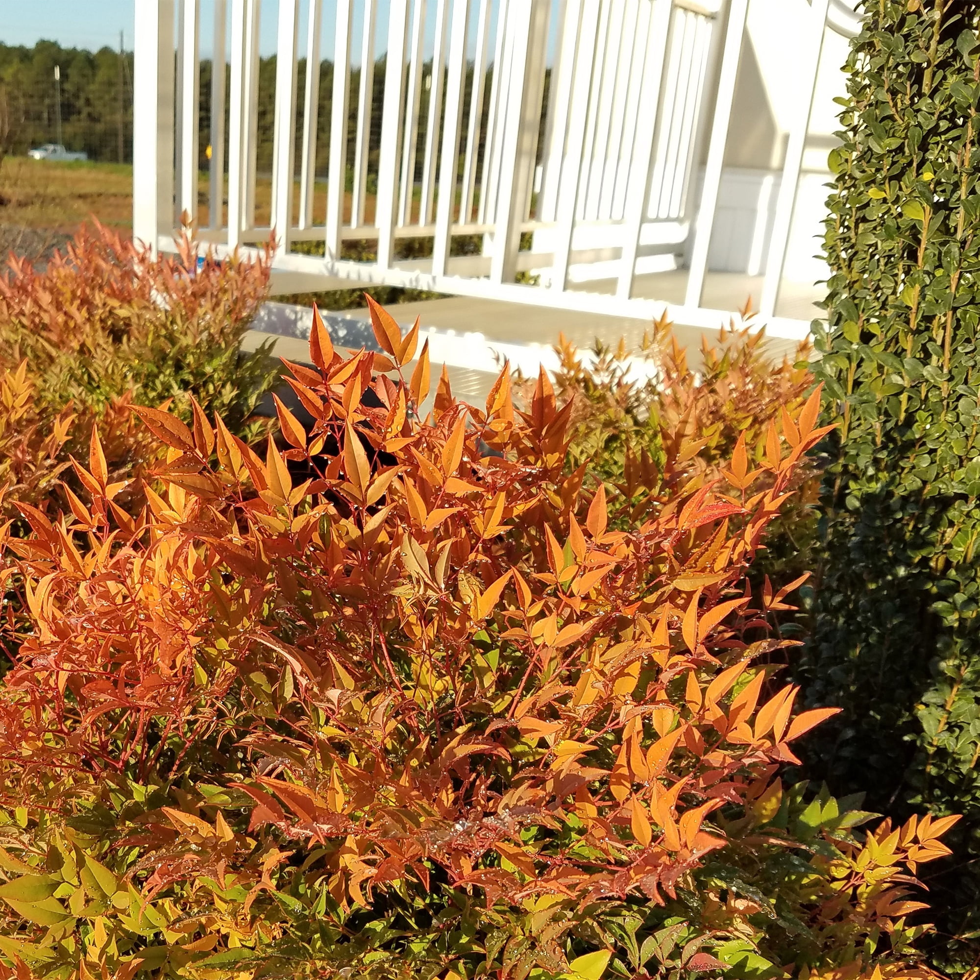 First Editions Nandina Cool Glow Peach Live Shrub (2 Gallon)