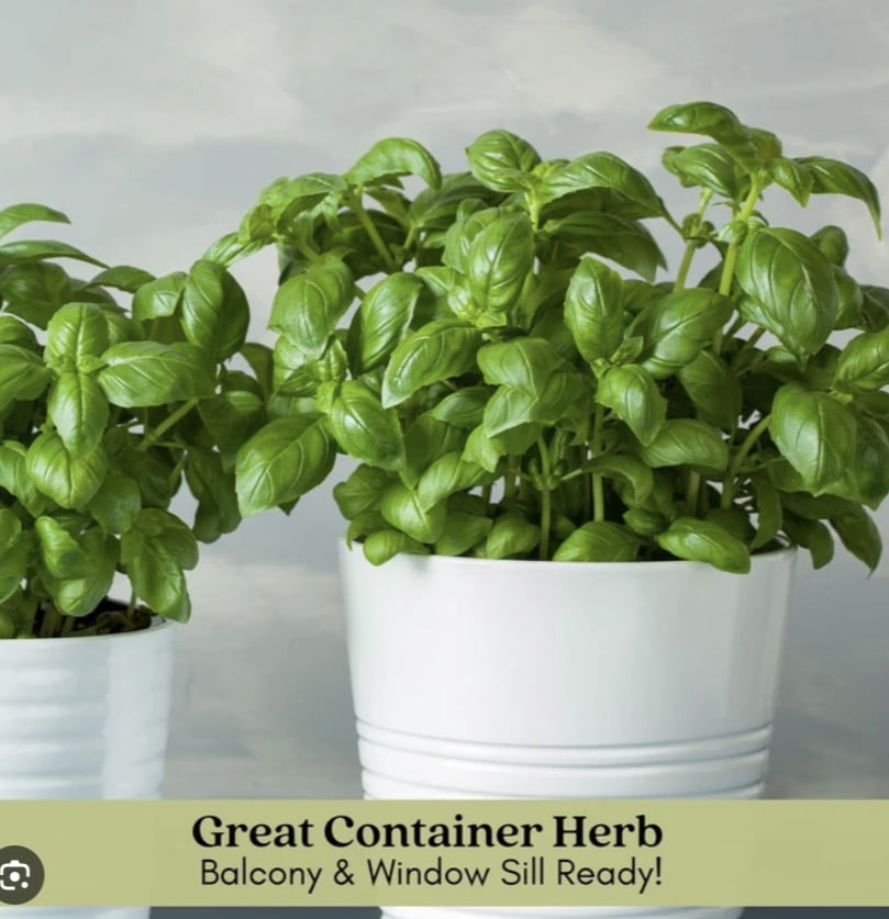 Sweet Basil (Genovese) Plants Certified Organic Herb— 3.5” pot