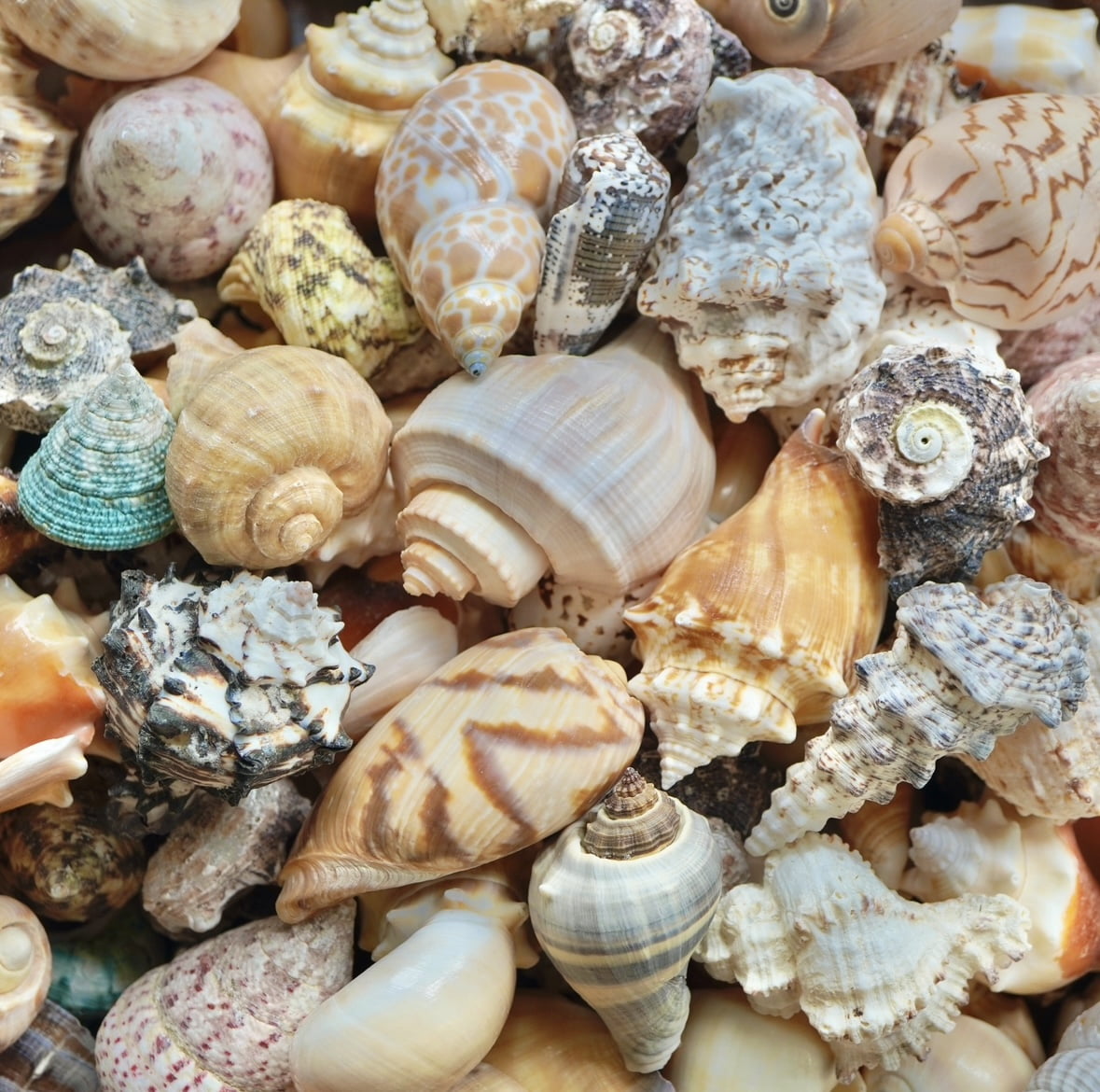 Mixed Seashells Assorted Rare Colorful Natural Mix Sea Shells Beach Home Decor Tropical Art Craft Fish Tank Aquarium Ocean House Decoration