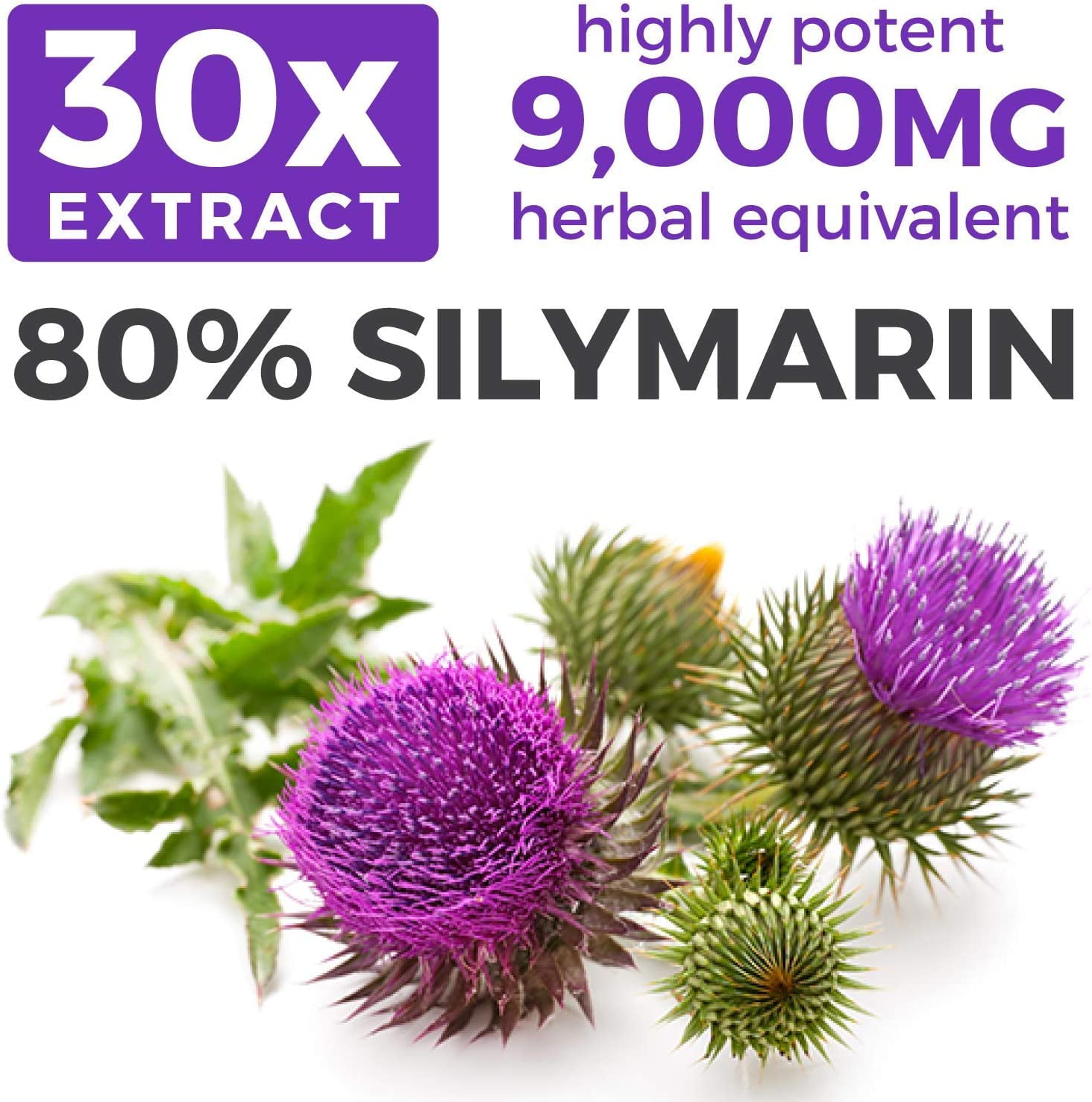 Organic Milk Thistle