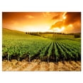 thumbnail image 2 of Sunset Vineyard Panorama - Extra Large Wall Art Landscape, 2 of 3