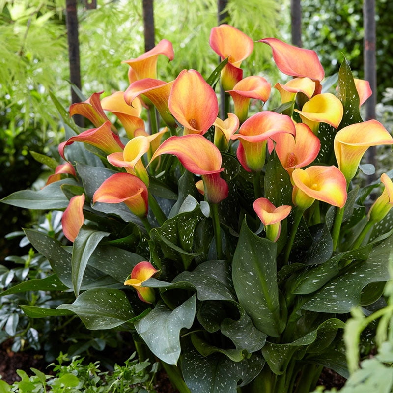 Calla Lily Bulbs Morning Sun 2 Bulbs Orange/Yellow Flower Bulbs, Bulb Attracts Bees