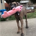 thumbnail image 2 of SmartPetLove Snuggle Puppy Tender Tuffs - Water Bottle Cruncher with Puncture Resistant Squeaker - Pig Bottle Cover Dog Toy, 2 of 4