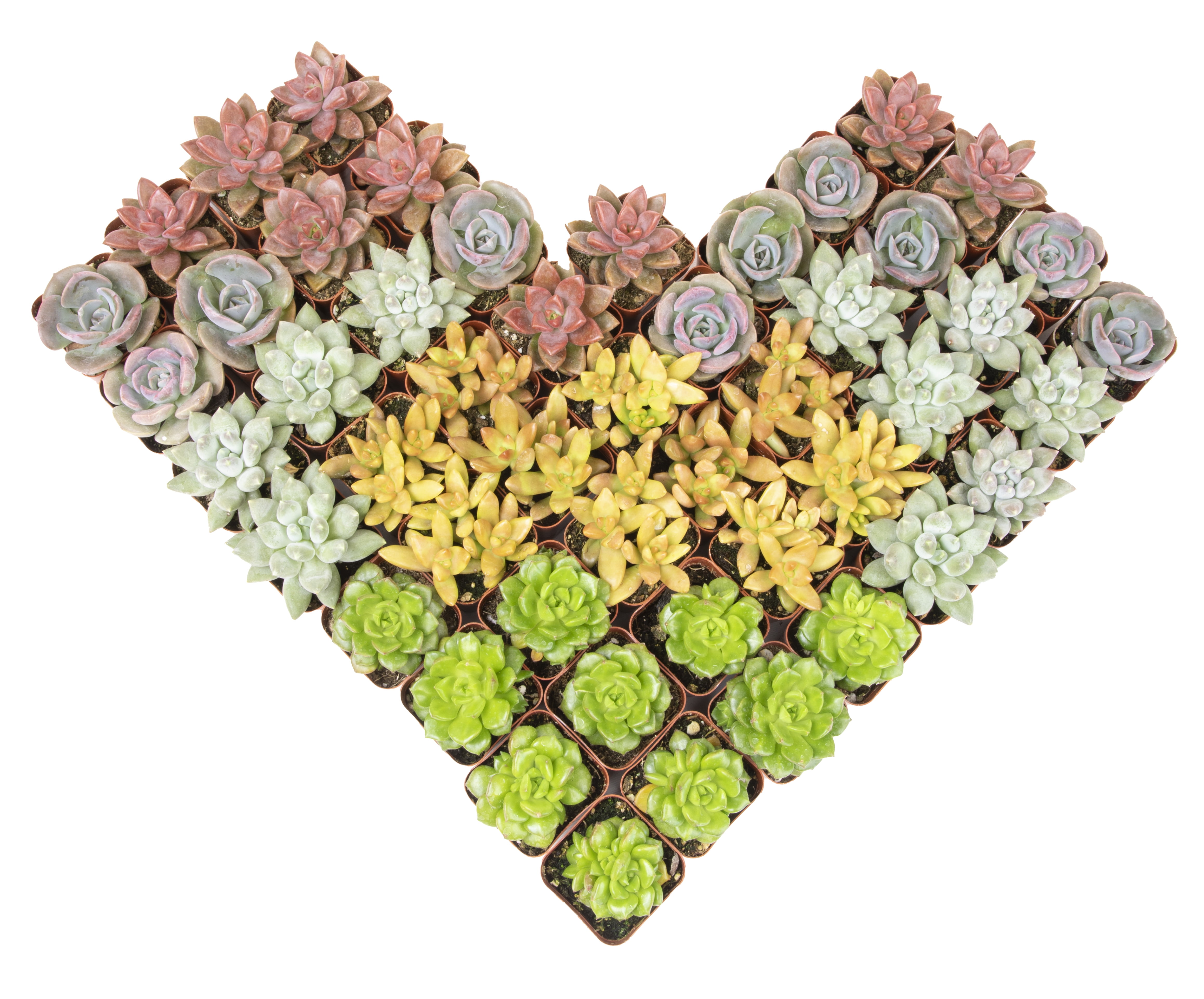 Altman Plants Bulk Succulent Plants (50PK) Live Plants - Small Real Succulents - 2 in Pots