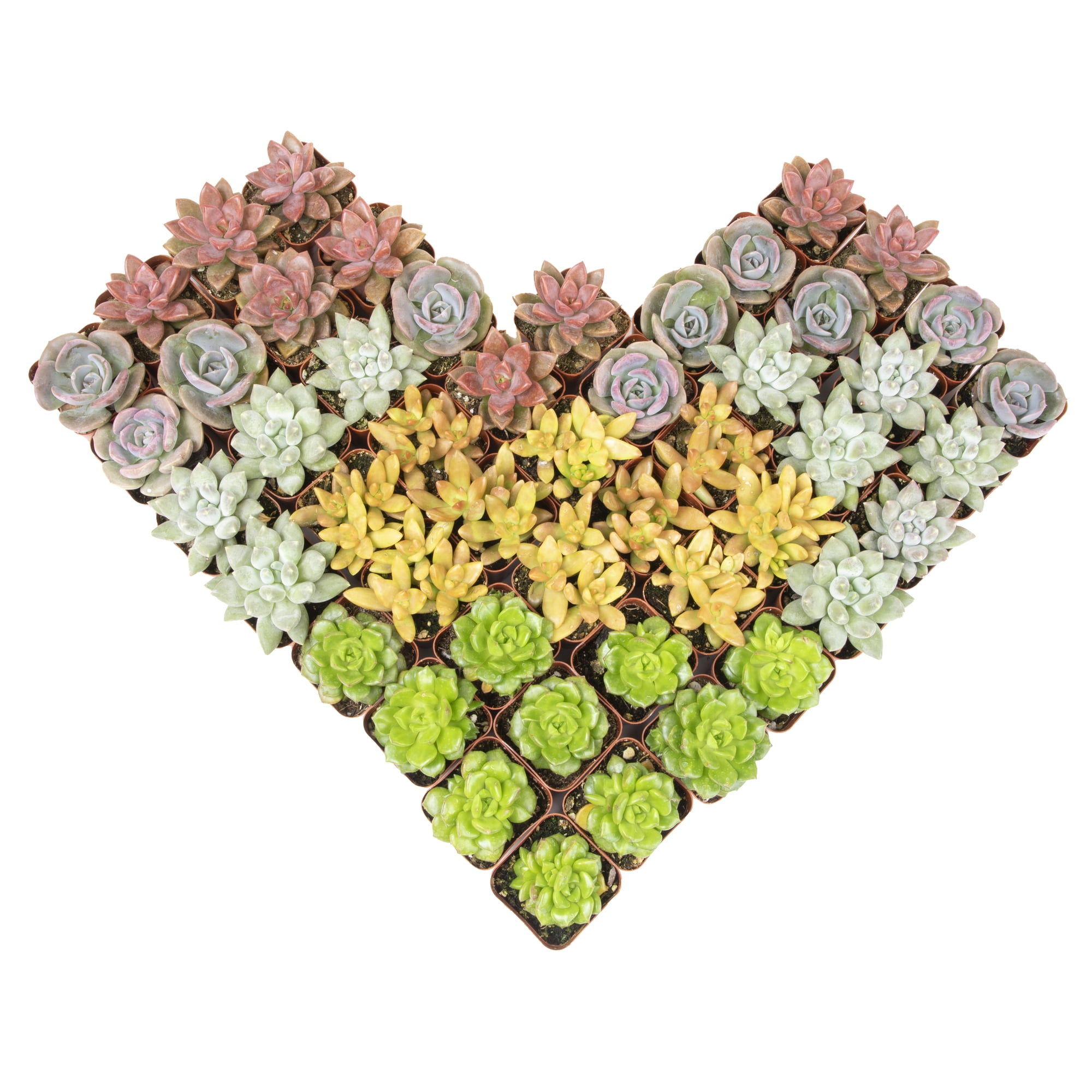 Altman Plants Bulk Succulent Plants (50PK) Love Live Plants & Small Succulents - 2 in Pots