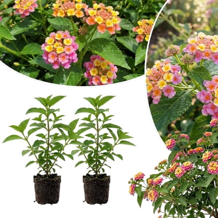 2 Lantana Plants Live, Blooming Vibrant Perennial, 4-7'' Tall, Trailing for Outdoor Landscape (Pink Yellow Lantana)