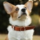 thumbnail image 4 of collar de perro de cuero enrollado – Collares cómodos para medianos., 4 of 5