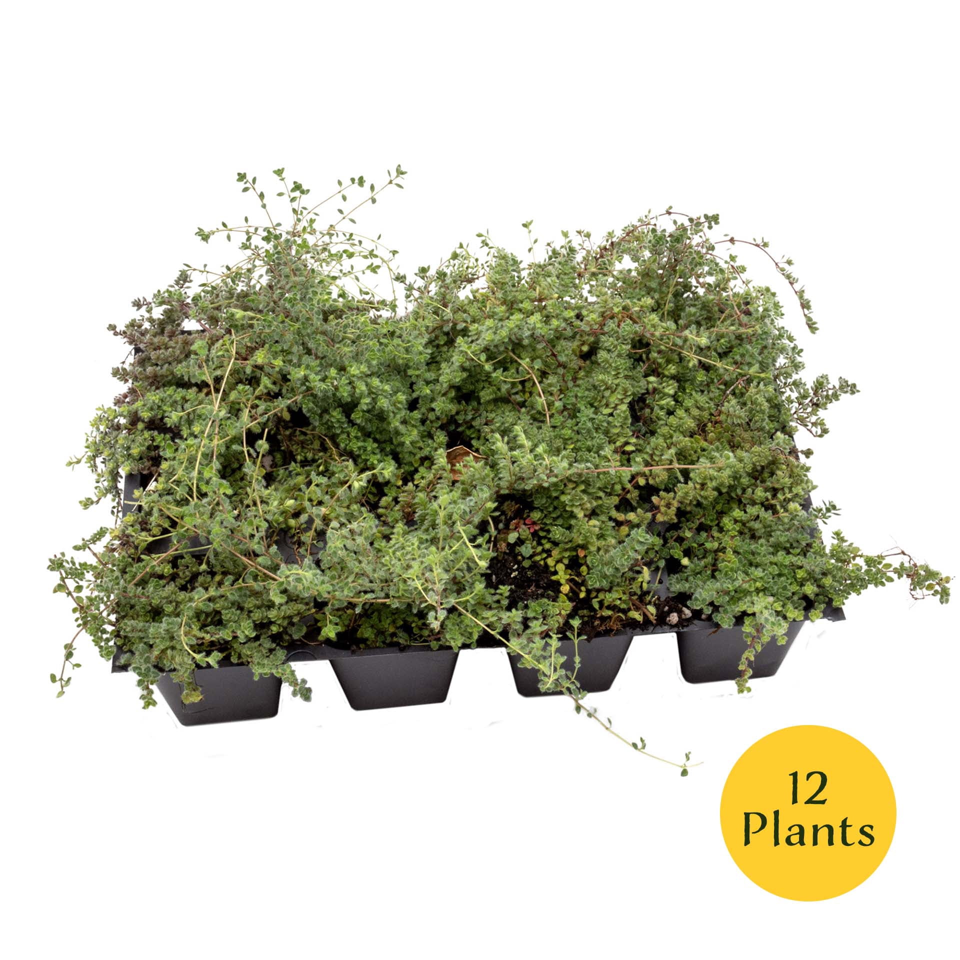 12 Woolly Thyme – Low-Growing Fragrant Fuzzy Evergreen Groundcover for Rock Gardens, Containers & Pathways (Thymus pseudolanuginosus) in 2.5″ Cubes, Live Plants