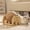 A, variant on Natural Sisal Cat Scratcher with Interactive Exercise Toy Stable Stand for Indoor Feline Entertainment