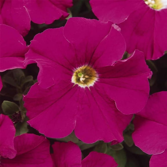 Pelleted Petunia Dreams Series Neon Rose Seed ~25 Seeds – Petunia x hybrida – 10–15" Mounding Annual – Full Sun – Grandiflora Blooms – Hanging Basket & Planter Favorite – Non-GMO