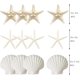 thumbnail image 3 of Crafting Shells JQAQJU con forma de estrella de mar y vieira, 3-4 pulgadas, 12 unidades, 3 of 8