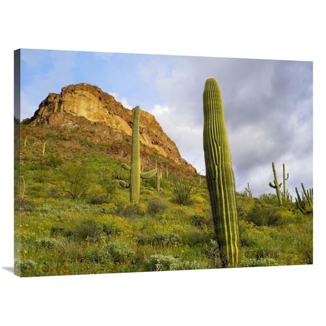 30 x 40 in. Organ Pipe Cactus Organ Pipe Cactus National ...