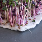 Mountain Valley Seed Company Bamboo Microgreens Grow Mats with High Water Holding Capacity (10 Pack)
