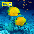thumbnail image 2 of Alimento Pez Hojuela Tetramin Tropical Large Flakes 160gr Acuario Lomas 160 g, 2 of 2
