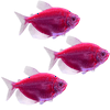 GloFish� White Skirt Tetra Add-On 3ct Live Assortments